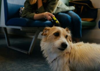 How Pet-Friendly Private Jet Charters Take the Stress Out of Traveling With Your Pet