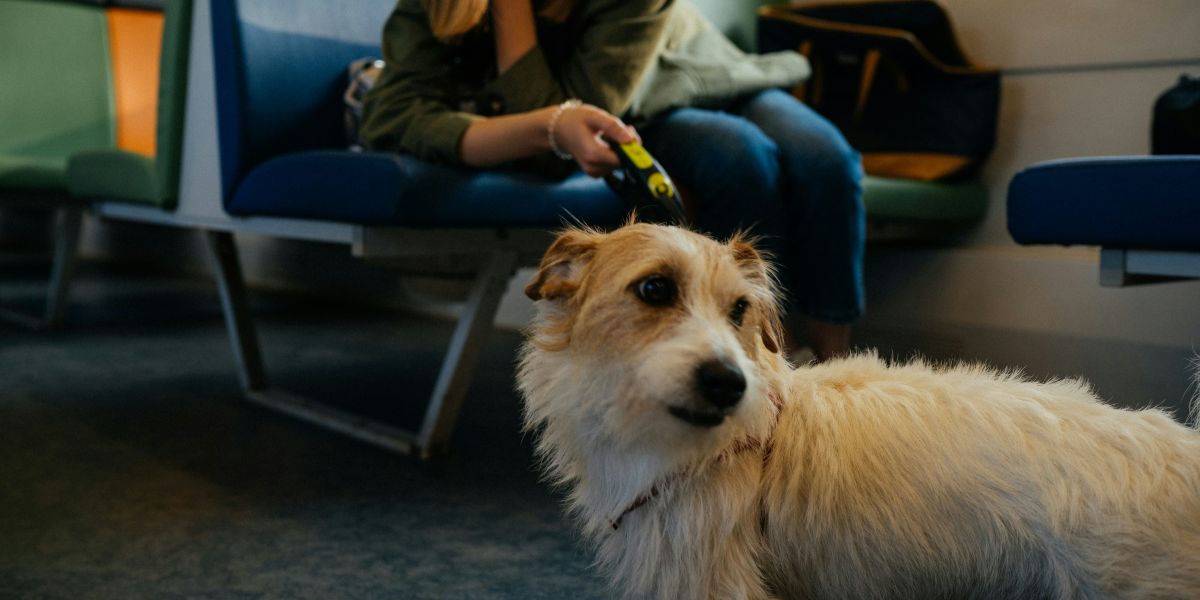 How Pet-Friendly Private Jet Charters Take the Stress Out of Traveling With Your Pet