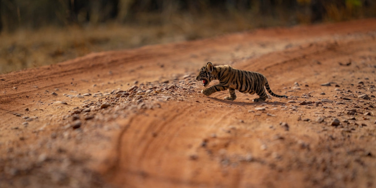From the Wild to the World: Suyash Keshari’s Vision for Luxury Safaris with Purpose