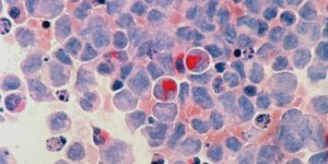 Understanding the Different Types of Cells: From Prokaryotic to Specialized and Stem Cells