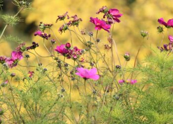 Modern Mystical Learning: How Ganj e Hozour Re-Created Communal Interpretation