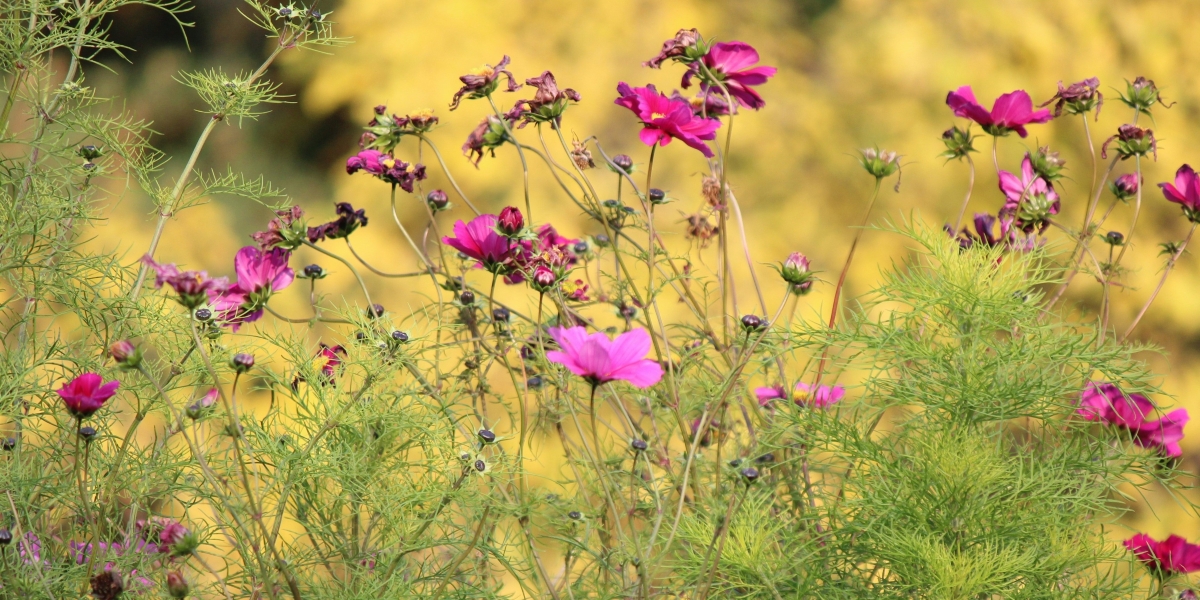 Modern Mystical Learning: How Ganj e Hozour Re-Created Communal Interpretation