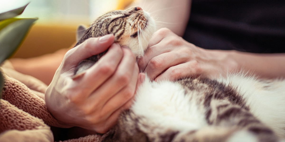 The Cat’s Meow Pet Sitting Is Redefining Personalized Pet Care In Manchester, NH