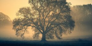 The Advocate Wealth Approach to Inheritance and Legacy