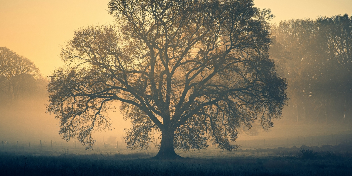 The Advocate Wealth Approach to Inheritance and Legacy