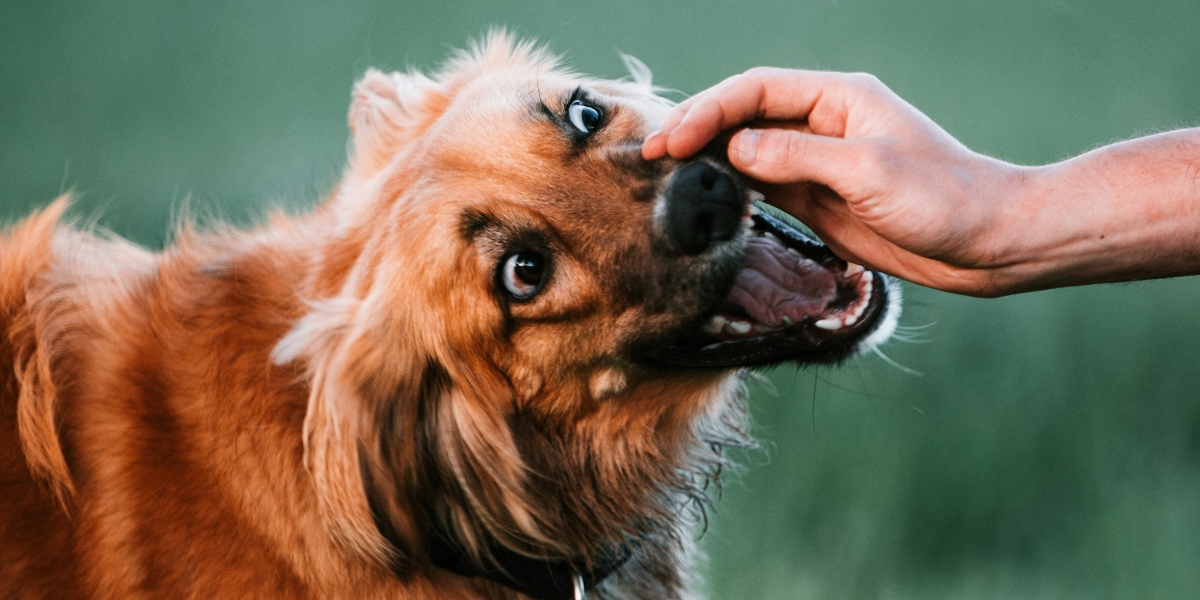 Understanding Bruising Changes in Dog Bite Wounds in Charlotte