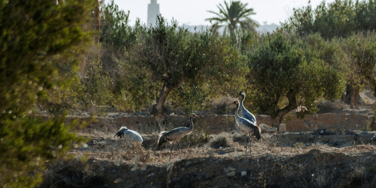 Avian Botulism