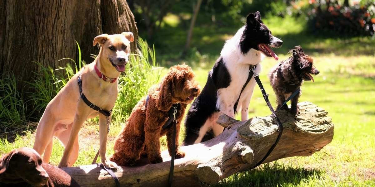 How To Choose A Dog Breed For Your Lifestyle: A Business Owner’s Guide