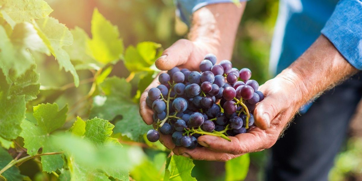 Michael Browne, Founder of Browne Family Wines, Underlines Importance of Craftsmanship & Values in Winemaking