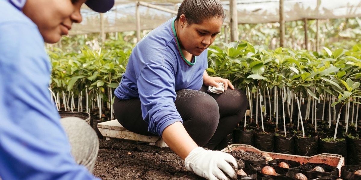Planting Seeds of Hope: How Survival Garden Seeds Is Supporting Hurricane Relief Efforts