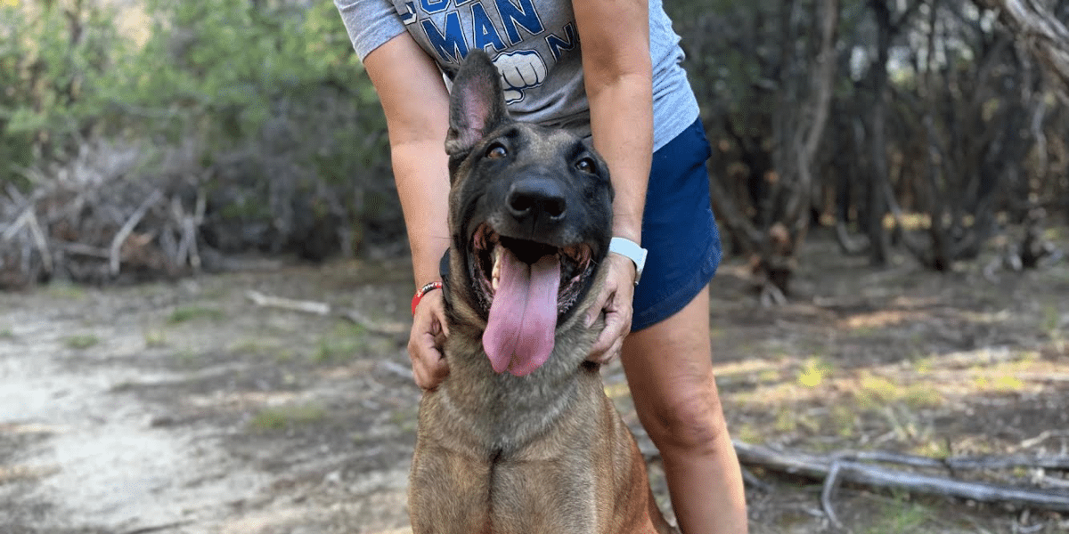 Why Belgian Malinois Make the Best Family Protection Dogs