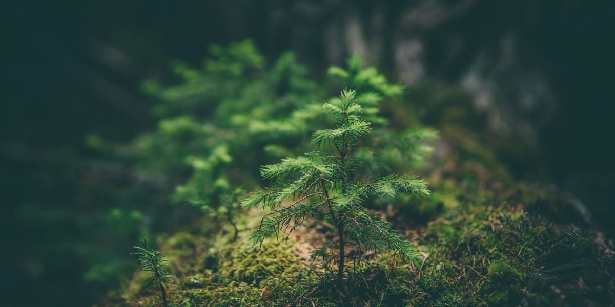 WildSight Sparks Conversations on Driving Business Action for Nature